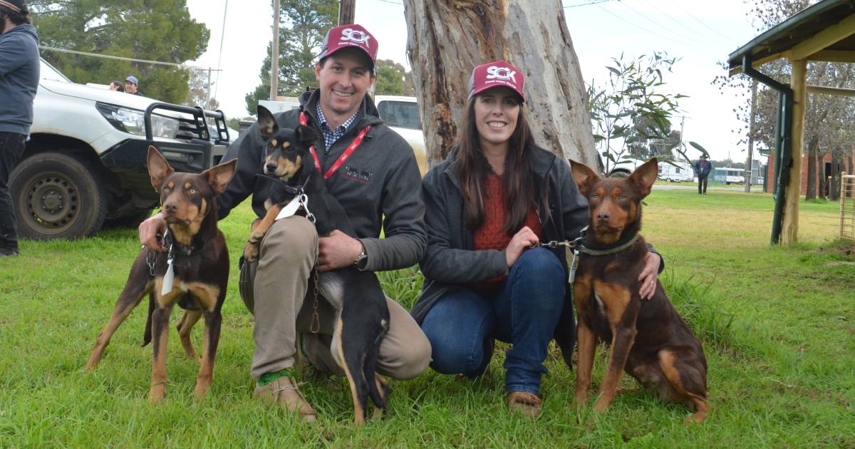 Forbes Working Dog Auction tops at $21,500 for Stoney Creek Kelpie | The Land