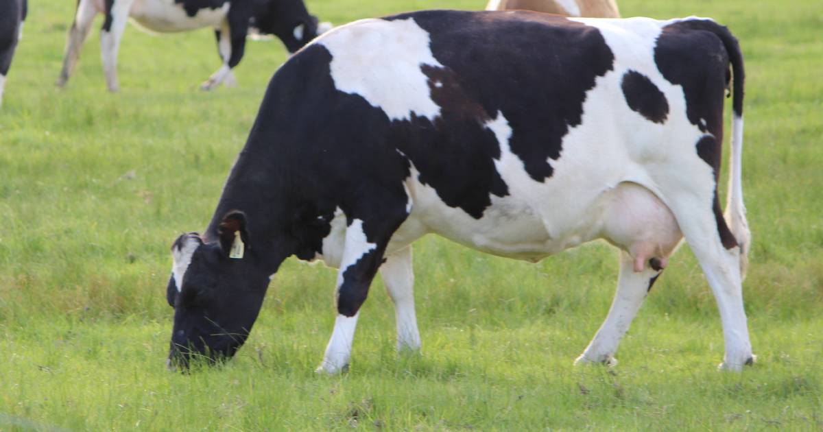 FMD to be hot topic at WAFarmers’ dairy conference in Busselton on Thursday | Farm Weekly