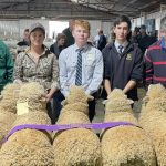 Collinsville Poll Merino ram sells for $115,000 to Kolindale stud | The Land