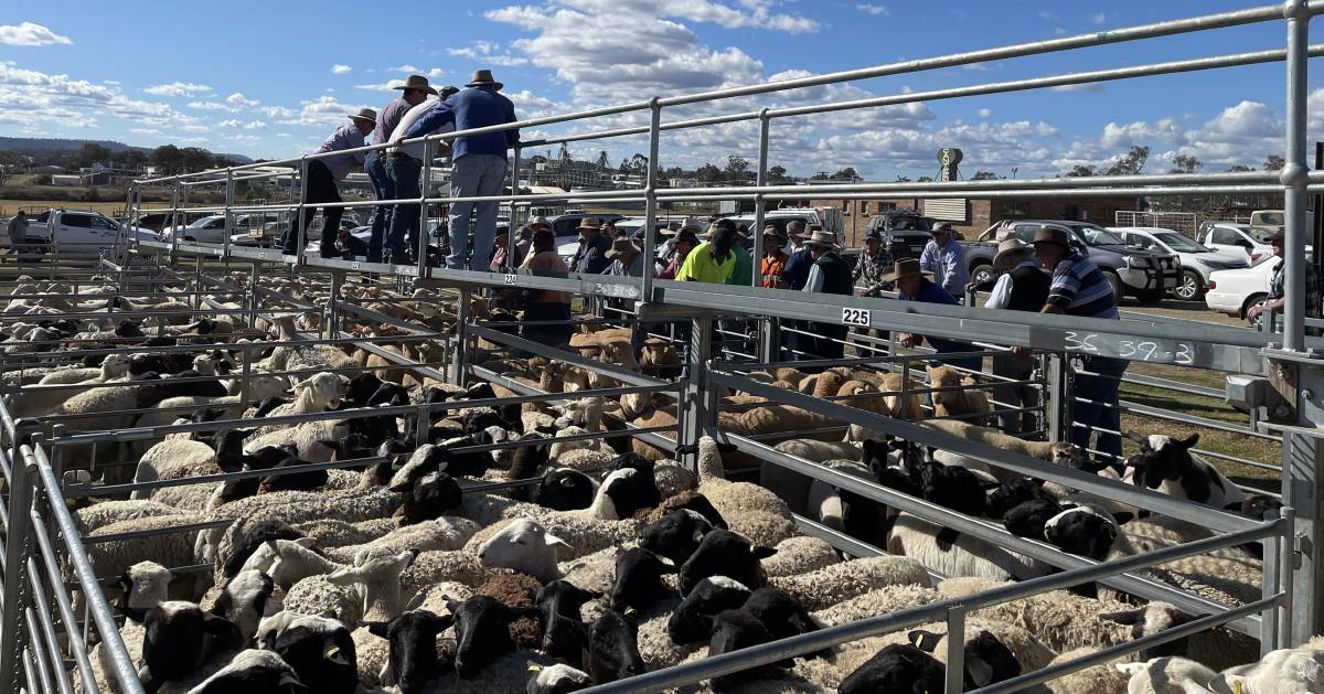 Young lambs reach $164 high as prices ease at Warwick