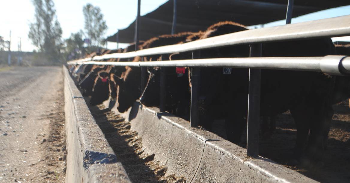 Mort & Co buys into new feedlot partnership