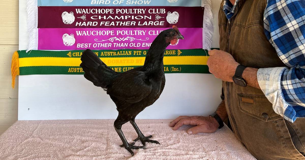 End of an era for renowned Australian Game fowl breeder | The Land