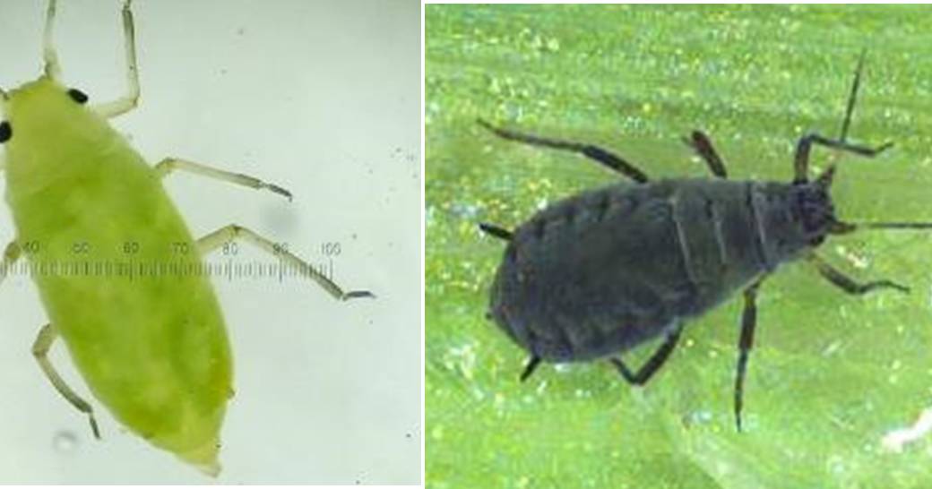 More Russian wheat aphids detected