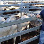 Cloncurry Stockman’s Challenge and Campdraft to draw a crowd | The North West Star