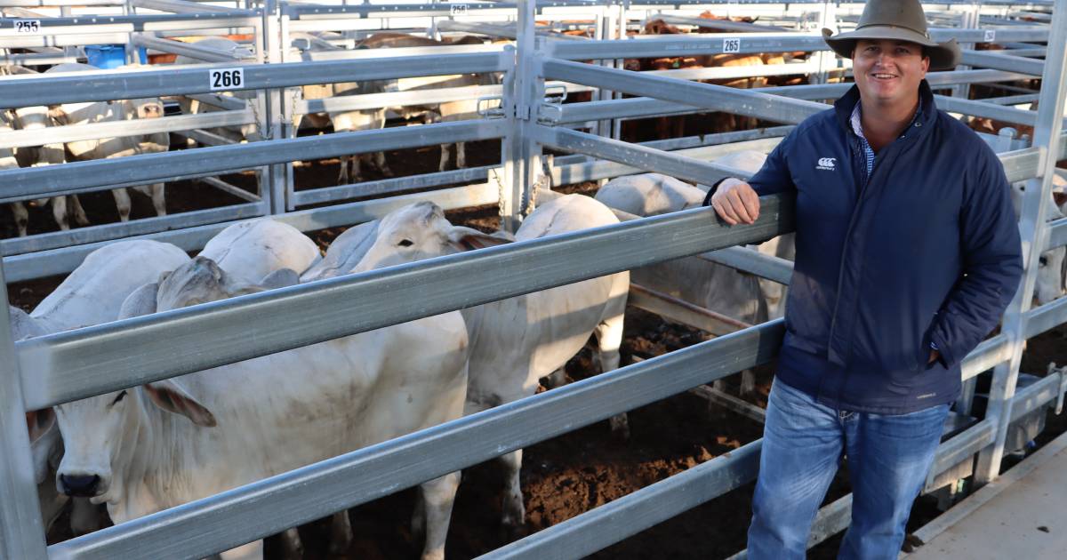 Weaner steers hit 666c at Biggenden