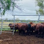 Biosecurity Queensland chief veterinary officer addresses FMD threat at national saleyards expo