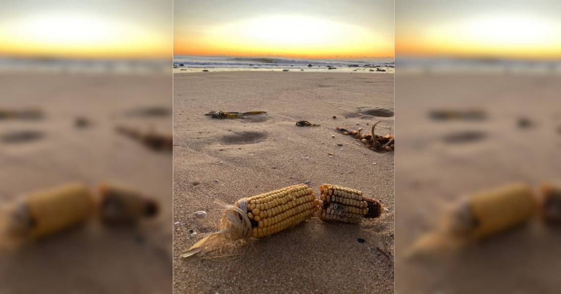 The bleak reason corn is washing up on Gerringong beaches