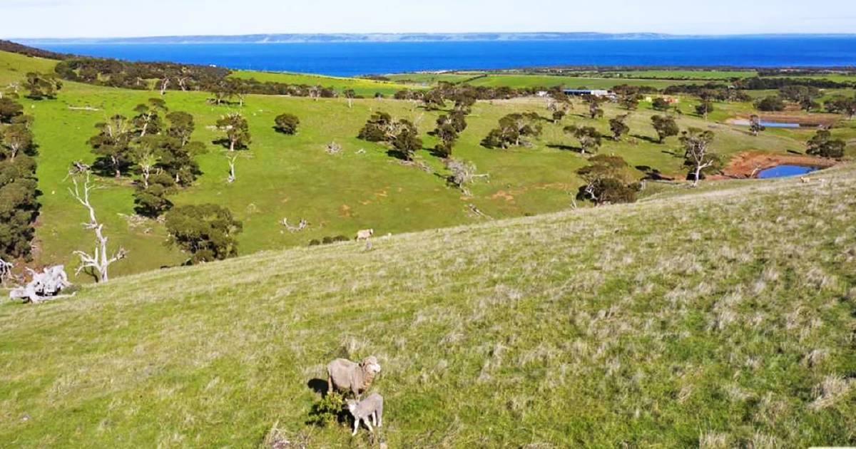 Pretty as a picture Cape Jarvis grazing block