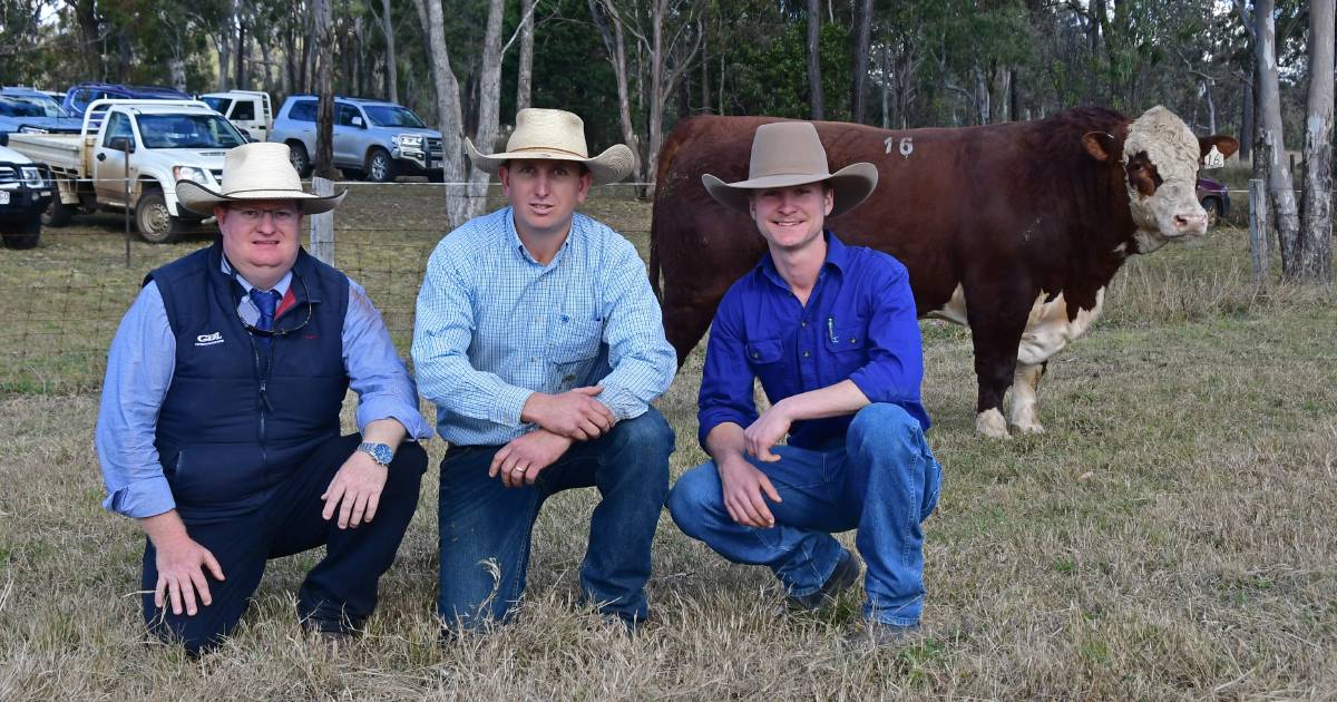 Remolea Poll Hereford stud bull sale reaches $26,000 top and $10,426 average | Queensland Country Life