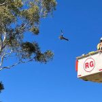 Braford steers 344kg sell for 530c/$1827 at Gracemere | North Queensland Register