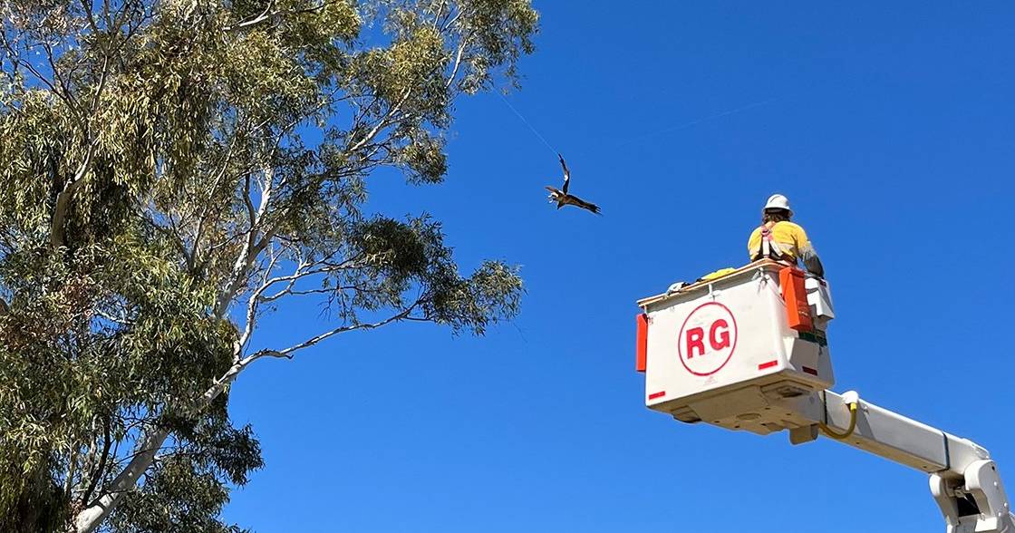 Mount Isa Ergon workers to the rescue of entangled eagle | The North West Star