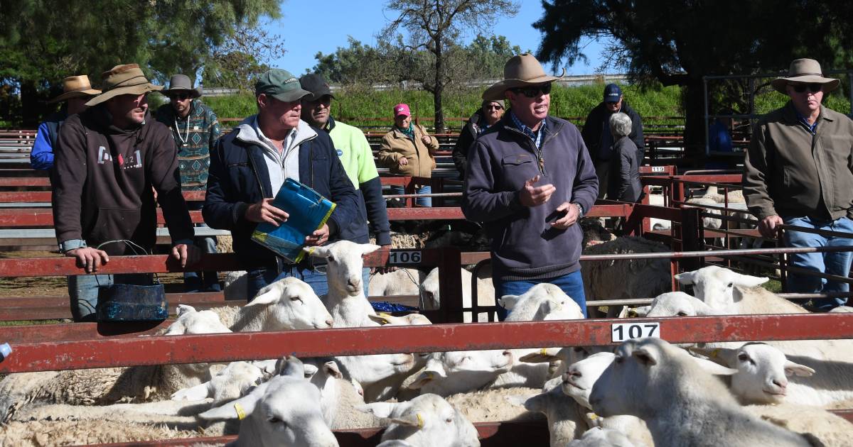 Lamb prices continue to ease in smaller Warwick yarding