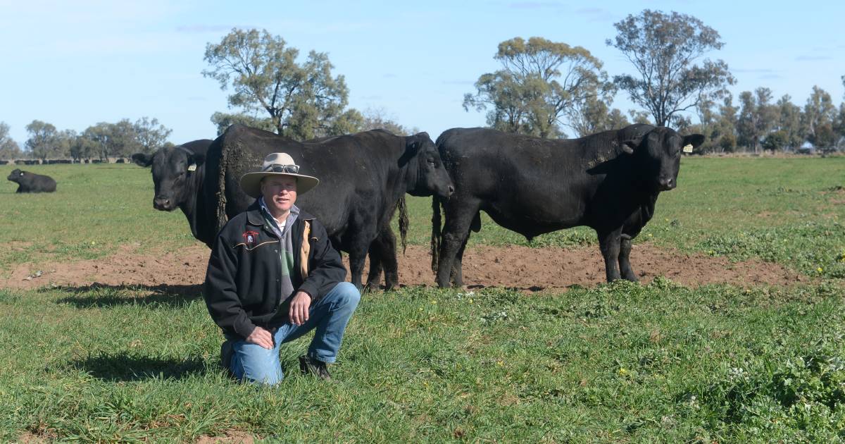 Kidman Angus on show during day four of Southern Beef Week