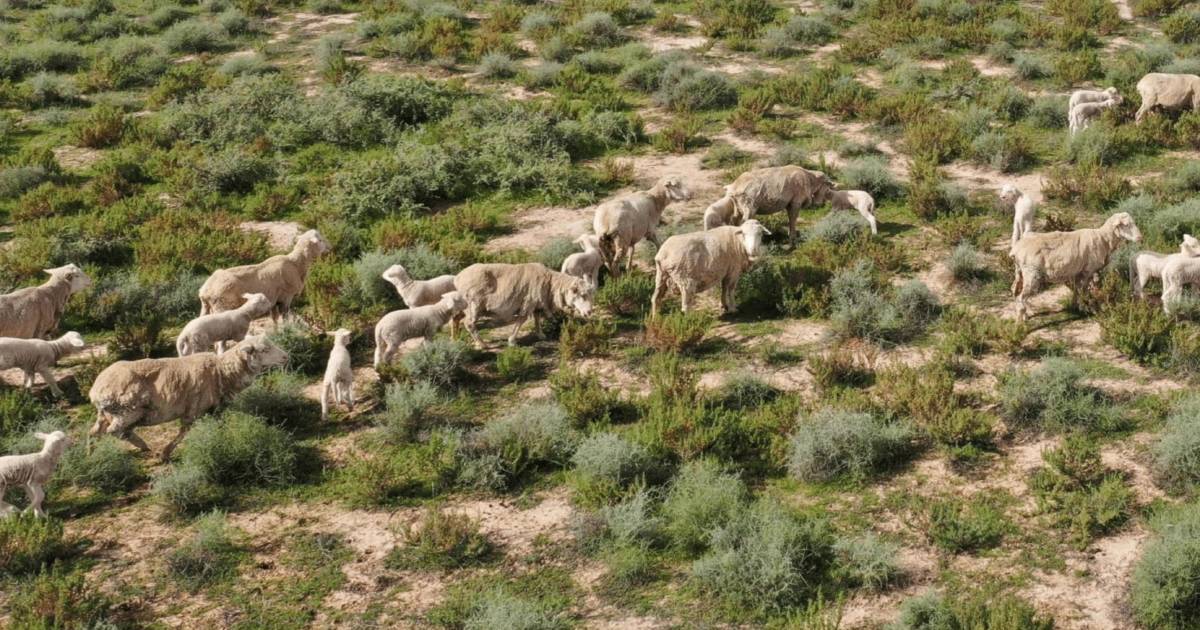 Fertility for Merino sheep in pastoral regions | The Land