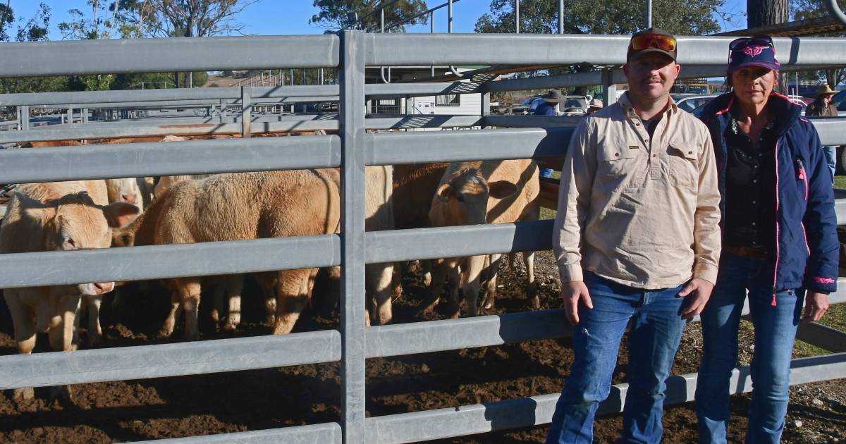 Heartfelt result for Bryden family at Toogoolawah weaner sale