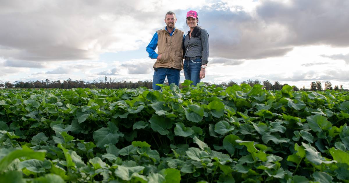 Queensland growers strike oil with southern crop