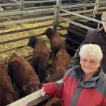 Sheep, cattle and all-new yards, shed