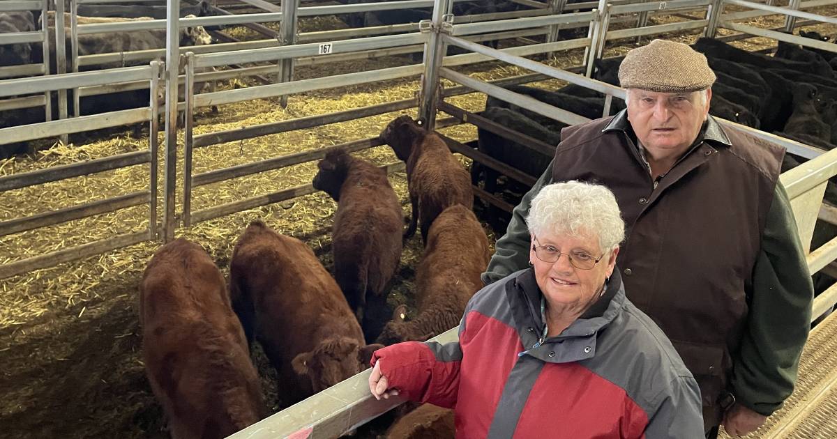 Cheaper trend hits store cattle at Carcoar