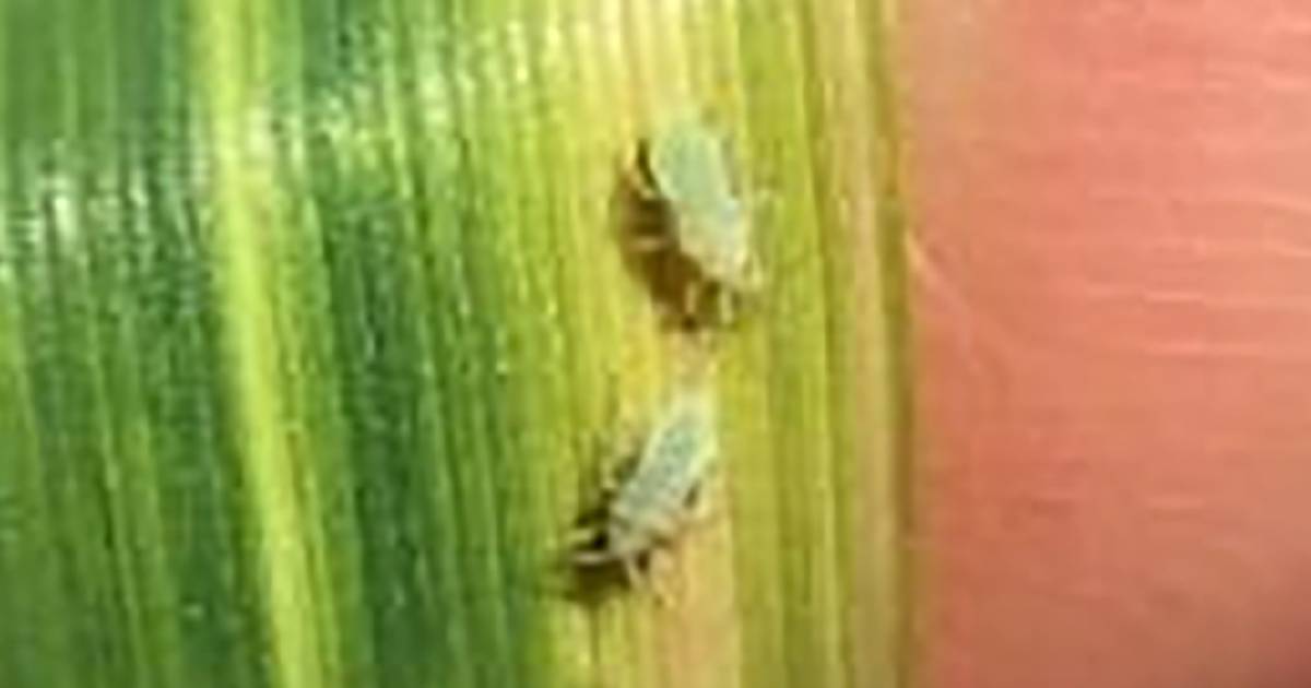 Russian wheat aphid damages Grass Patch wheat crop | Farm Weekly