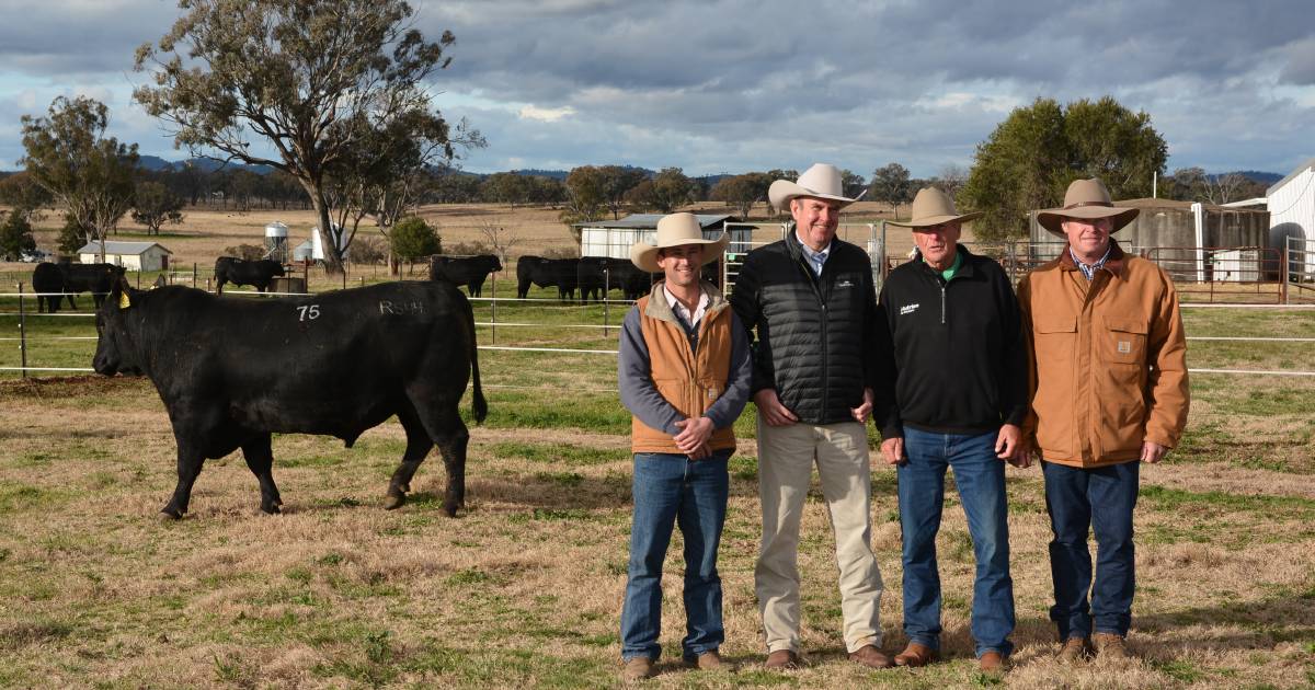 47 Poll Hereford bulls averaged $16,170 and 82 Angus bulls averaged $22,878 | The Land