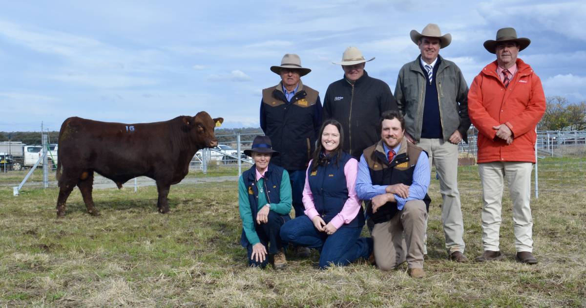 Polldale Shorthorn stud sets bar high at inaugural sale