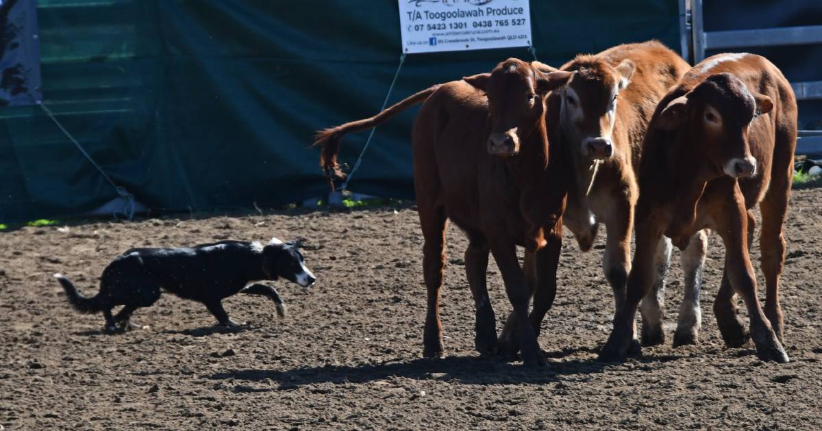 Working dogs flock to championships as state pride on the line