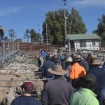 Quality cows in demand | Prime market update