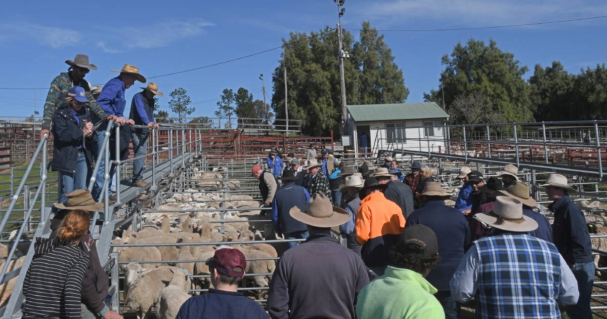 Long-awaited Warwick saleyards upgrade nearly a reality