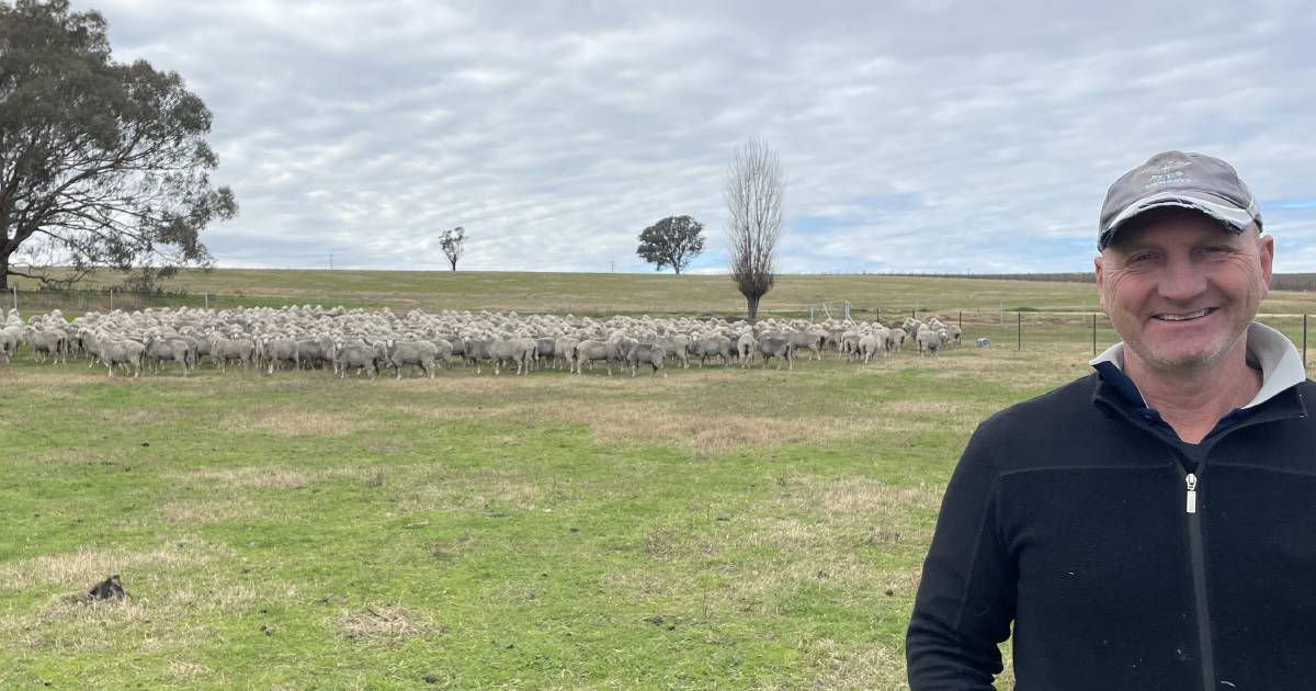 Mark Tiedemann focuses on non-mulesing his Merinos at Young | The Land