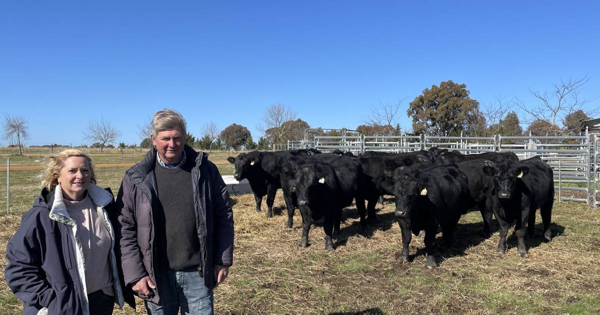 Alloura Angus bulls near 100pc clearance | The Land