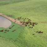 Buyers support Maitland flood affected cattle sale