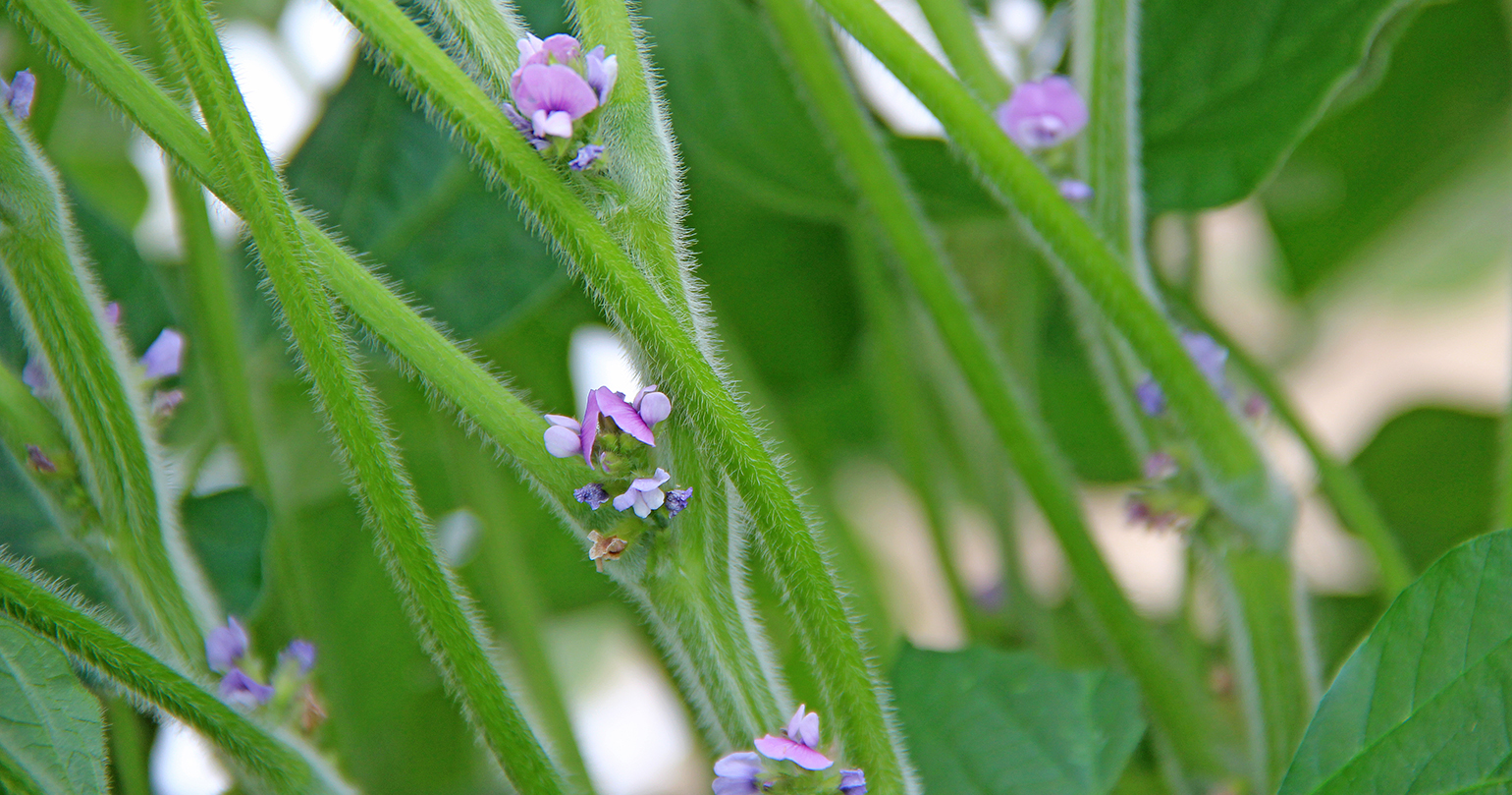 Could high temperatures, drought hammer 2022 corn, soybeans?