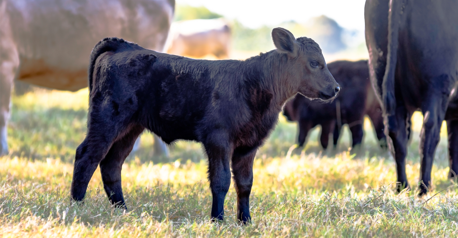 Gene-edited cattle can provide future answers to today’s challenges