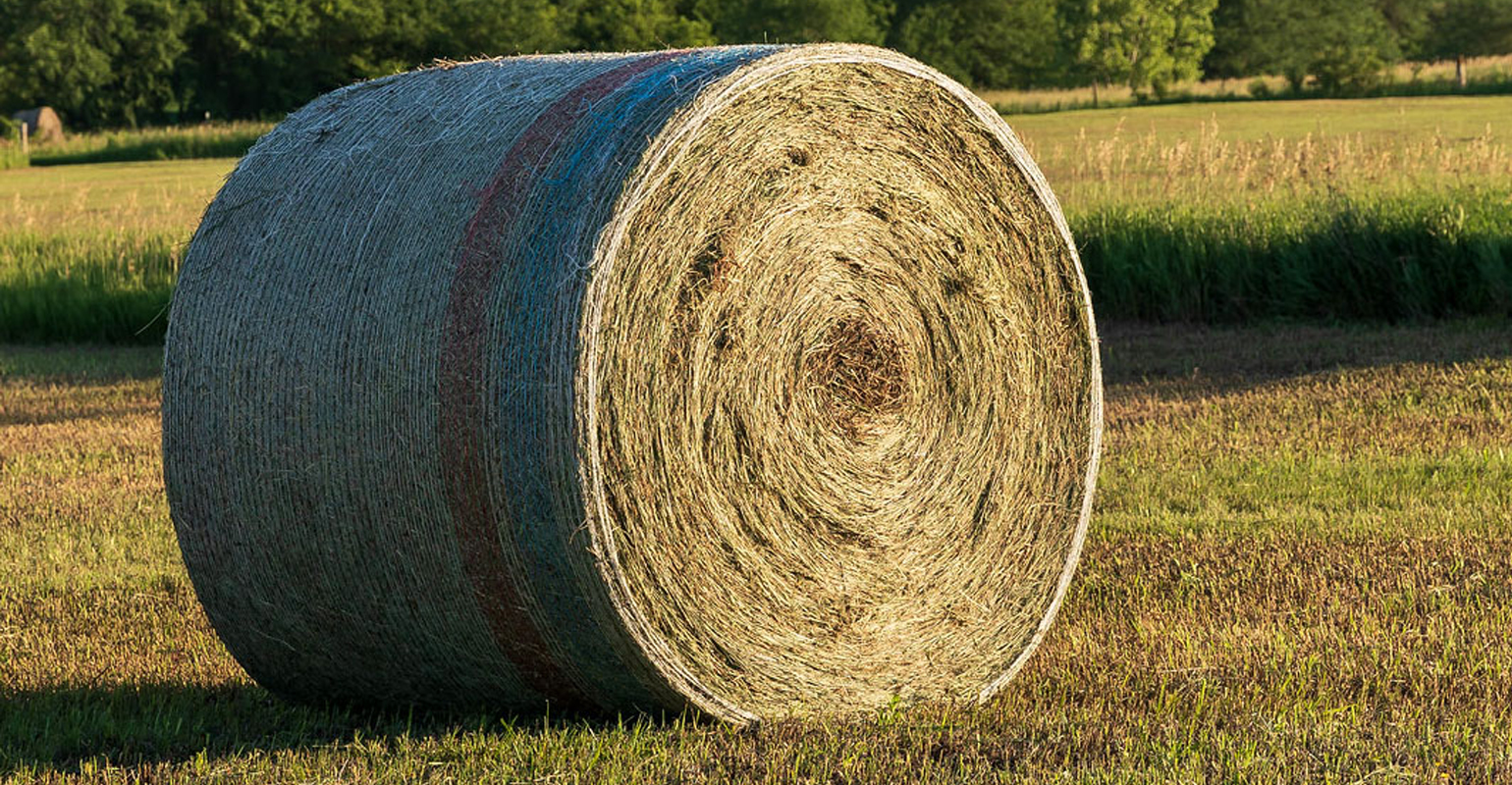 Test your hay before feeding