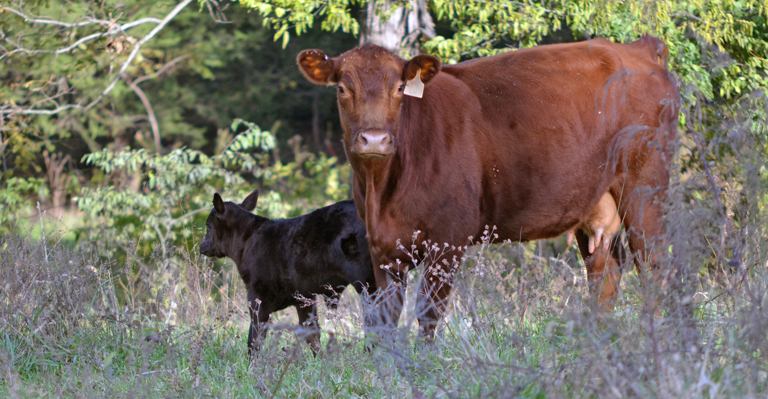 When will U.S. beef herd sell-off end?