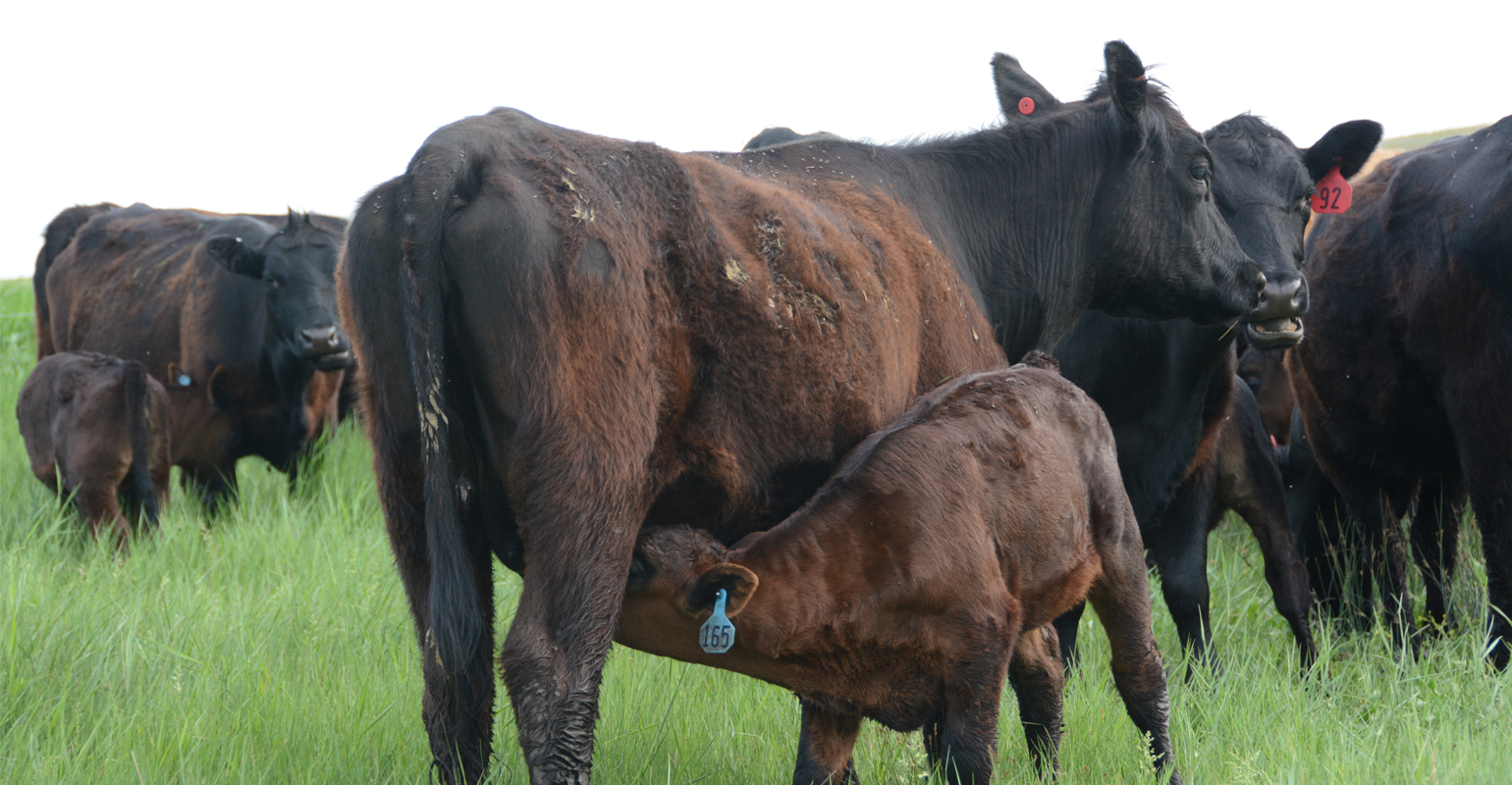 Prep now for winter calving