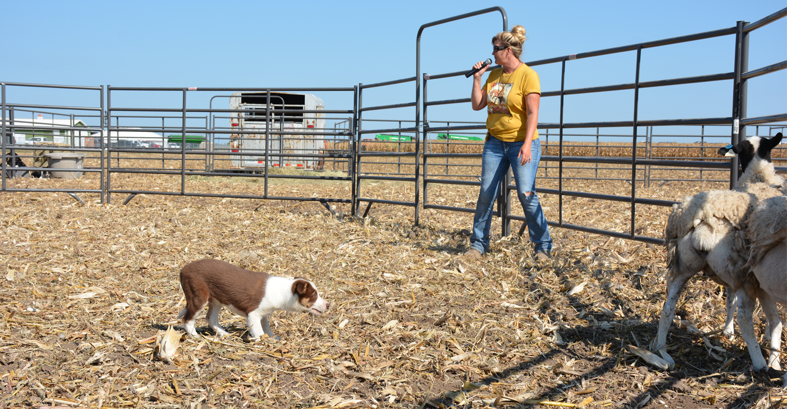 Key commands to teach your stock dog