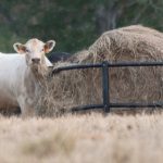 Cattle demos offer chute comparisons, entertainment