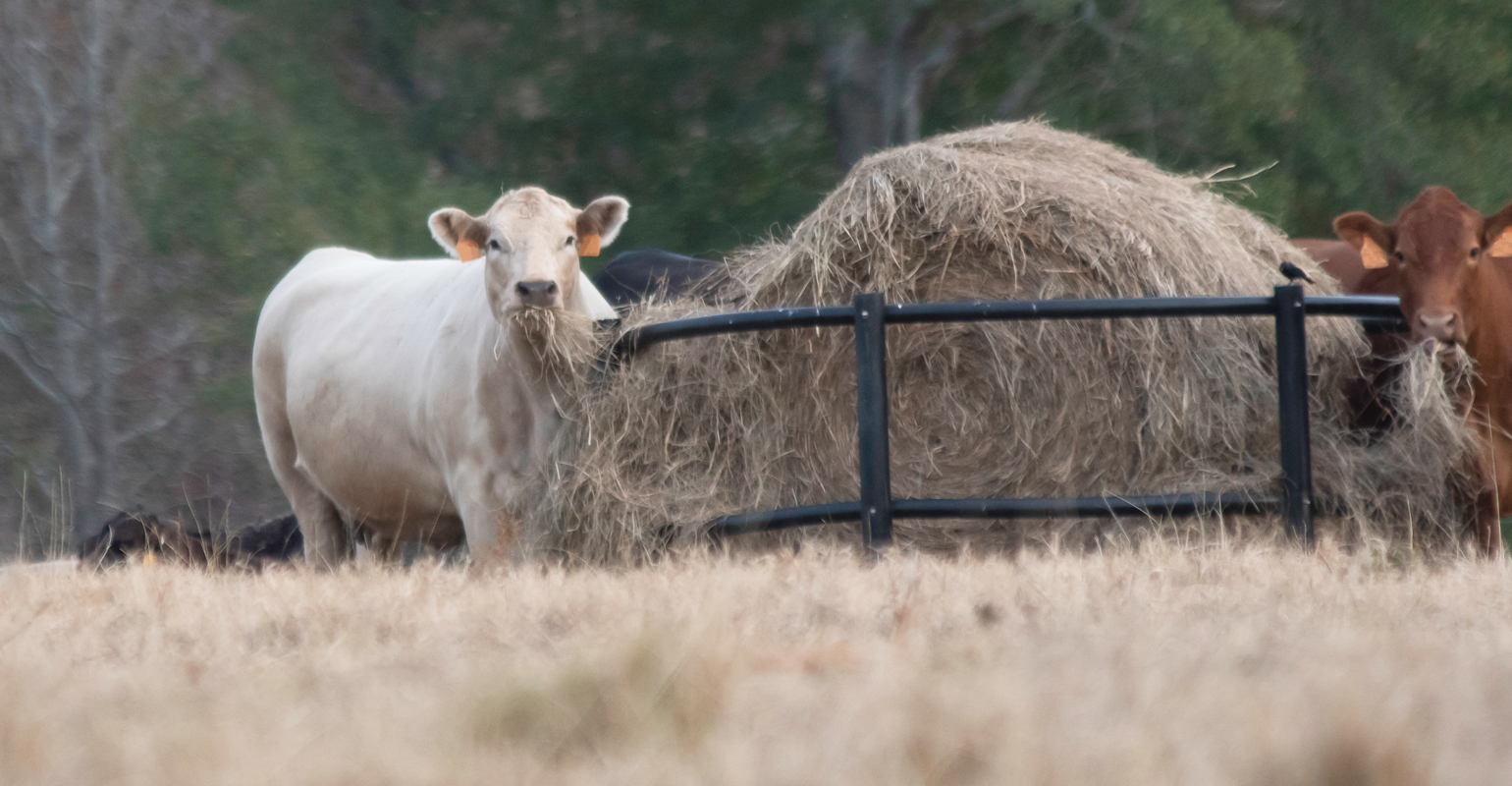 Explore feed options for cattle herd amid drought