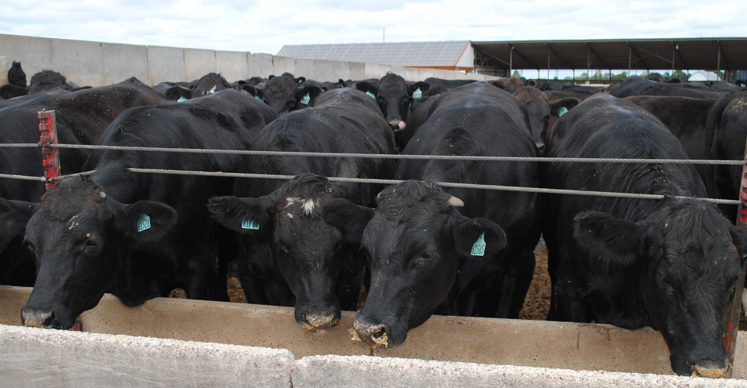 Finely ground corn raises risk of acidosis in finishing rations