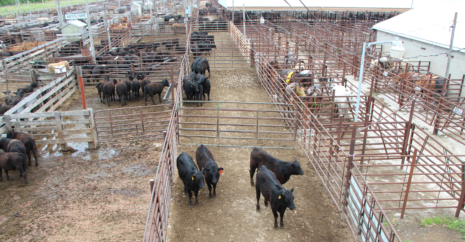 Feed cattle through drought or sell cows now?