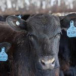 Grass-fed beef co-op hopes to fill niche