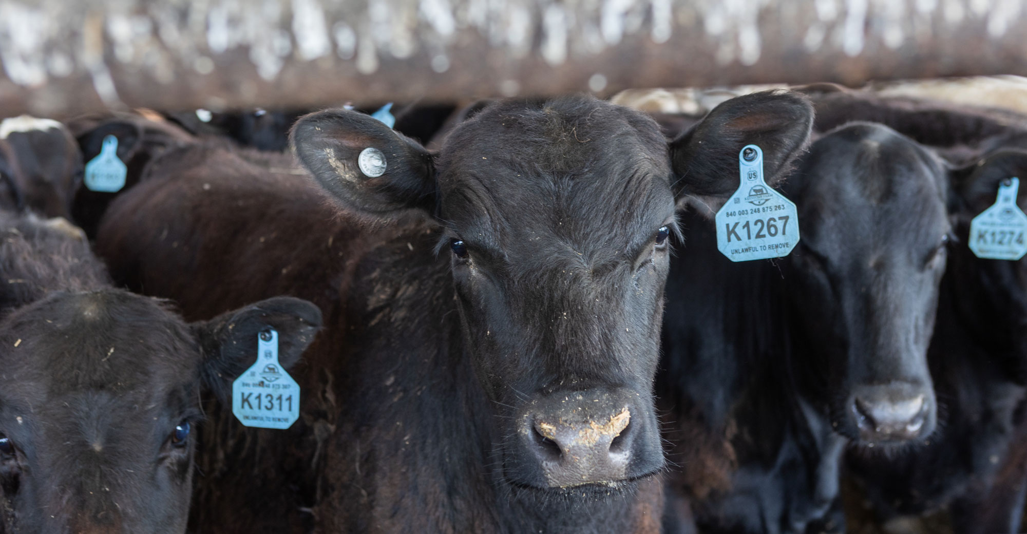 Supermarket drives vertical beef chain