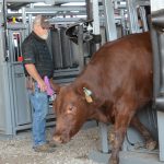 Explore feed options for cattle herd amid drought