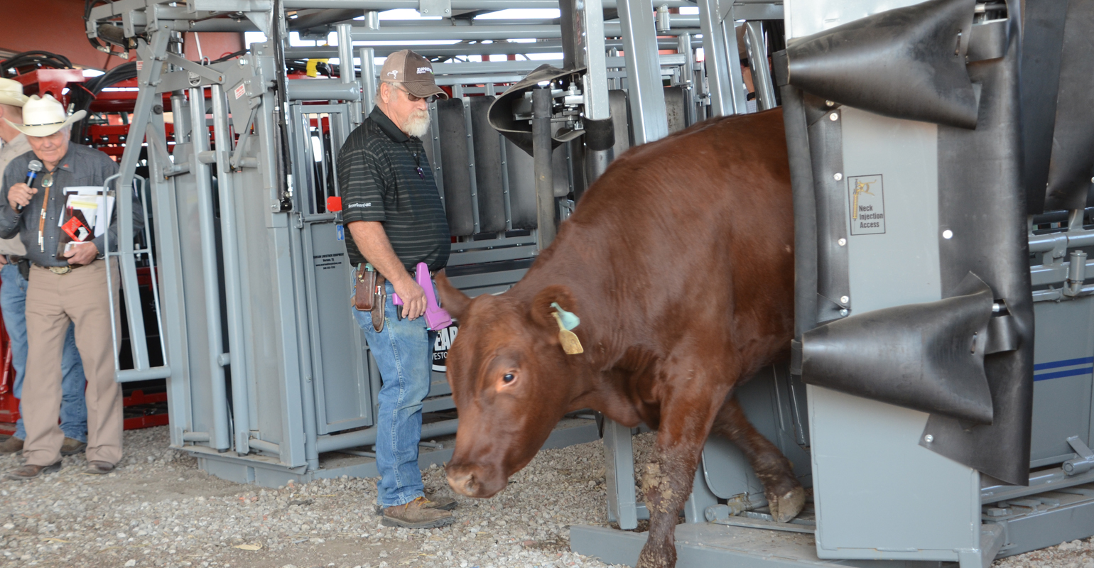 Cattle demos offer chute comparisons, entertainment