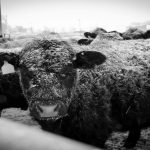 Ranchers impacted by drought turn to beef cattle short course