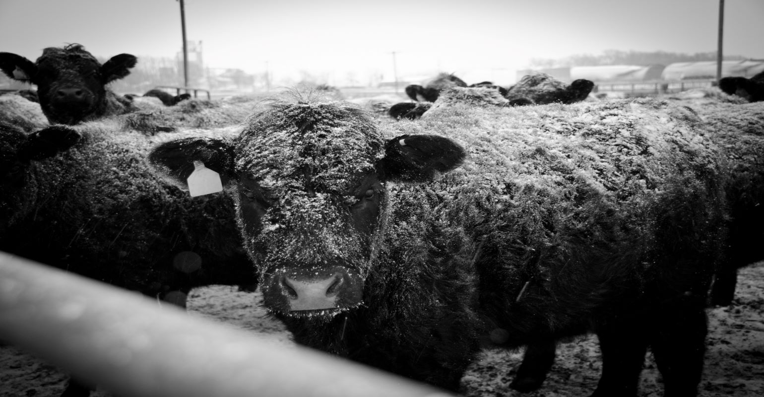 Fed Cattle Insurance: Is it worth it?