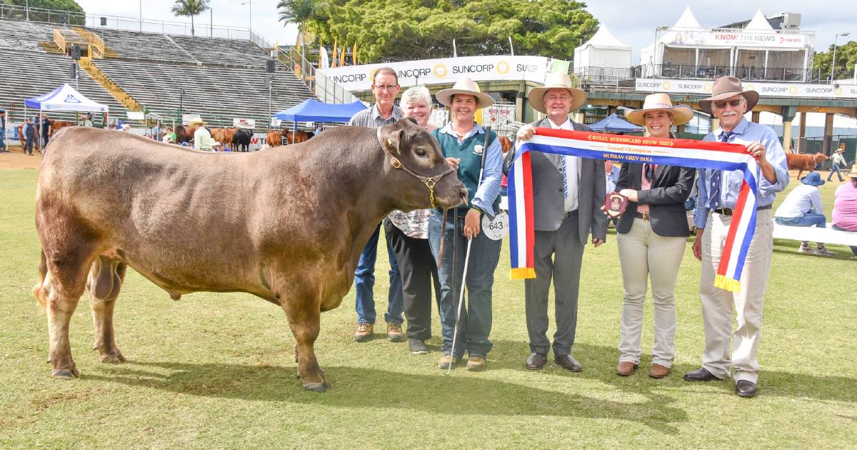 EKKA 2022: Murray Grey stud judging results | Queensland Country Life