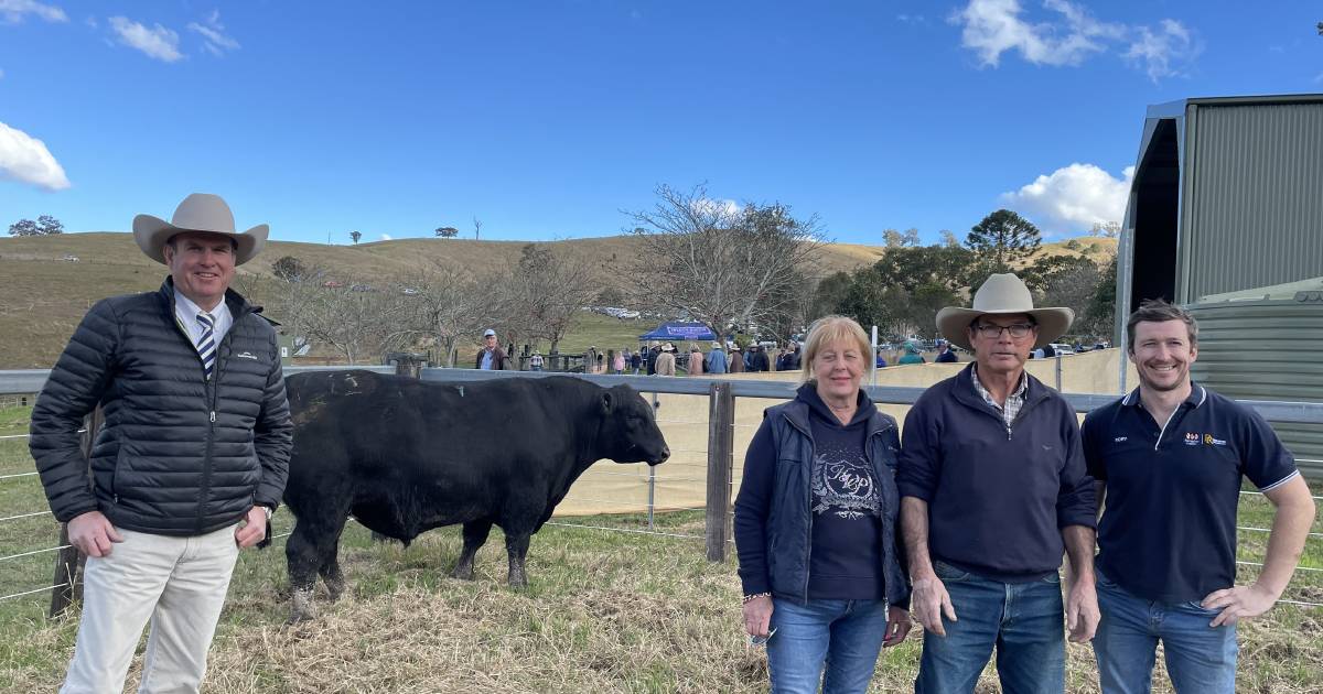 Sugarloaf defies wet conditions with strong interest in heifers