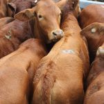 CPC and ACC move into goat diversifications